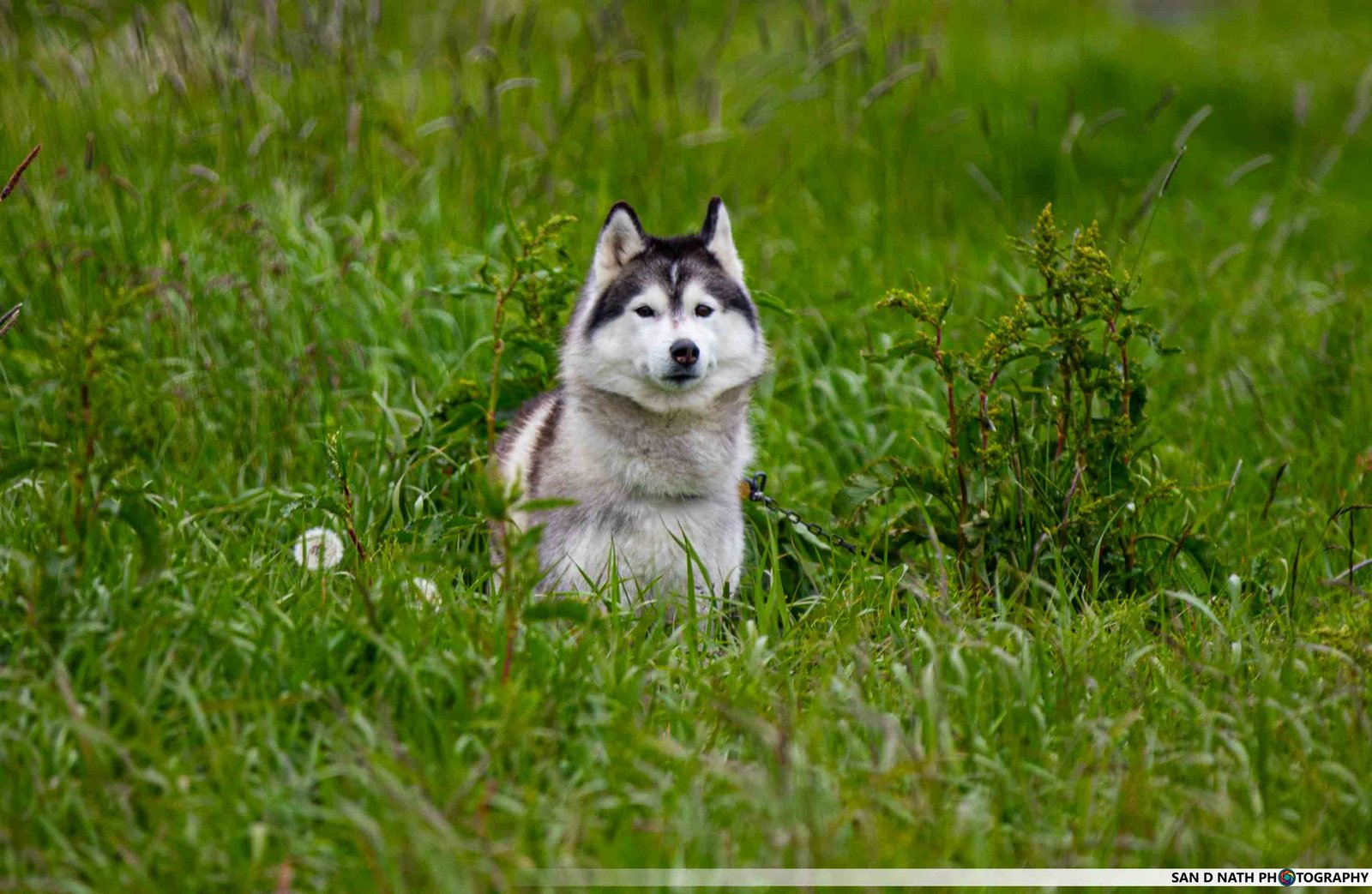 Animal Photography