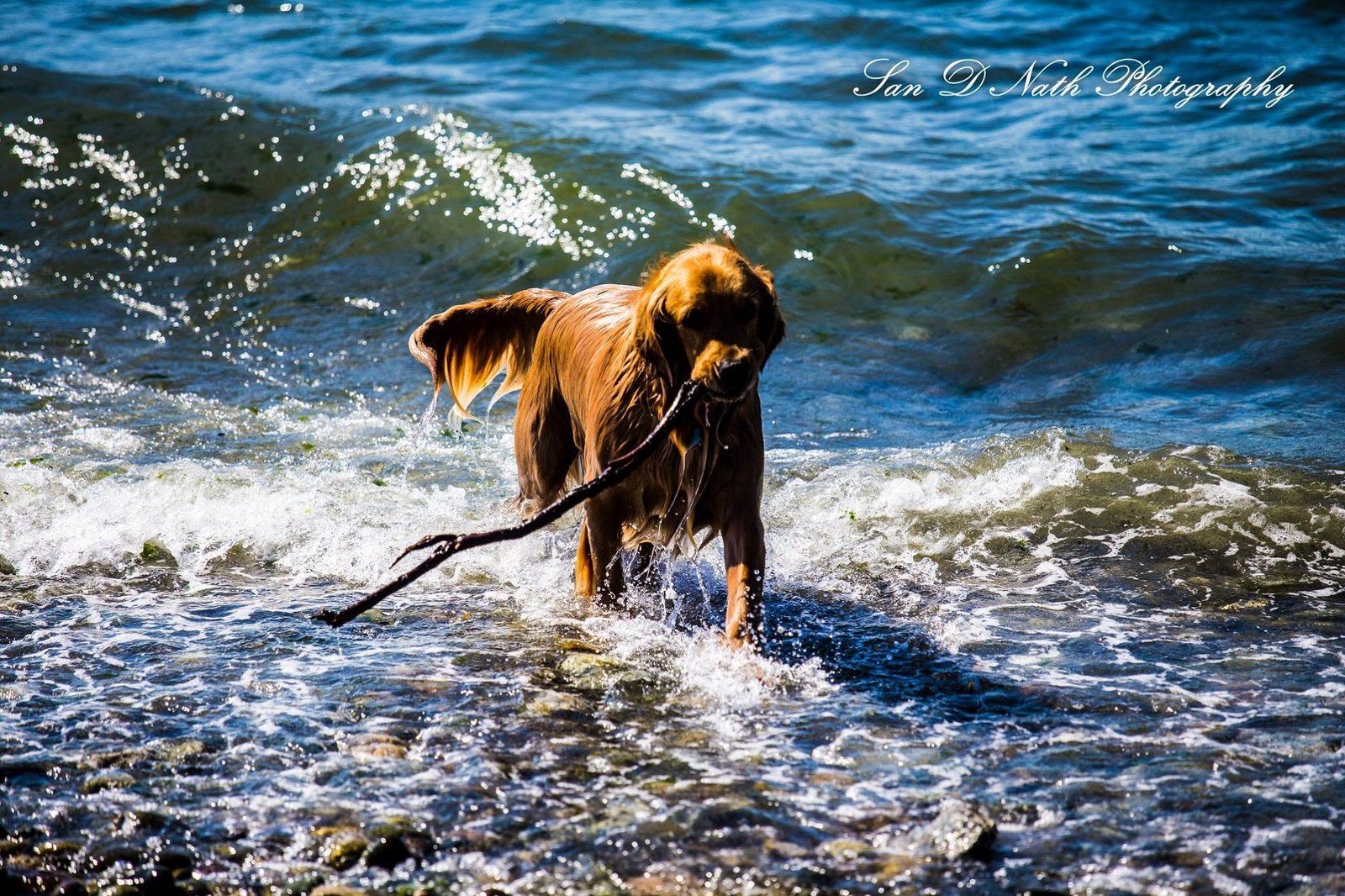 Animal Photography