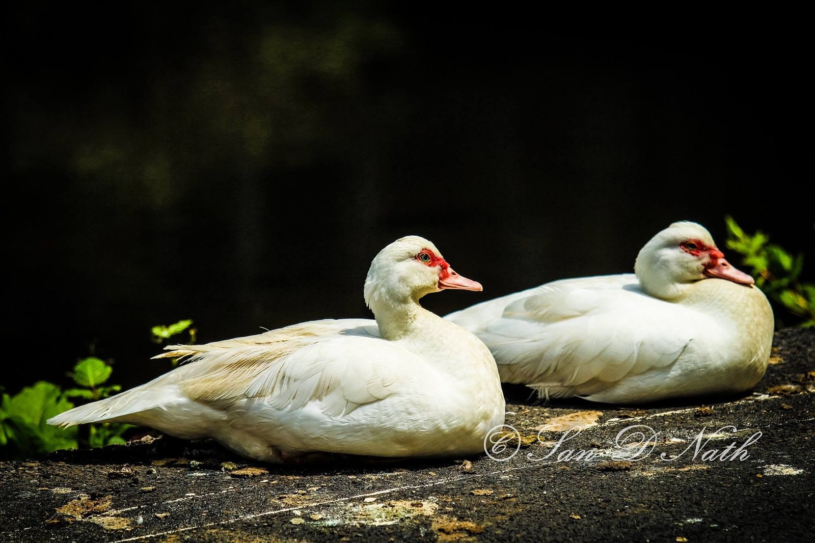 Animal Photography