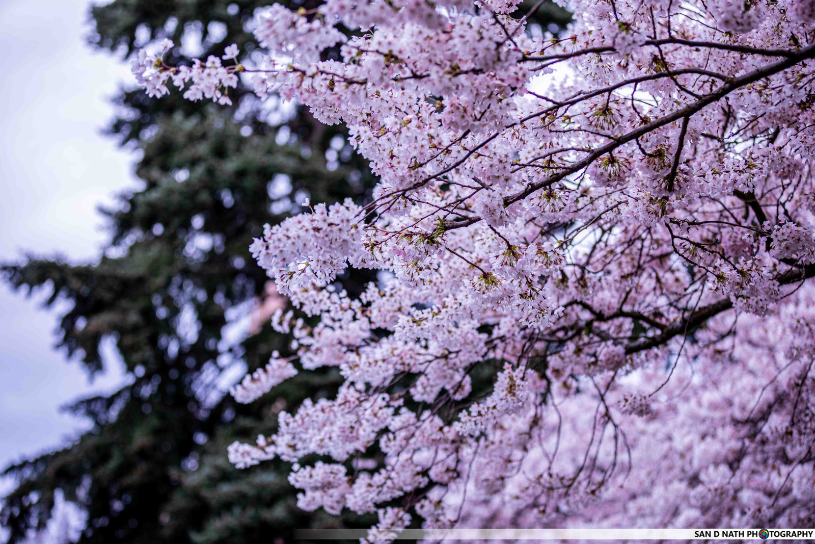 Cherry Blossom