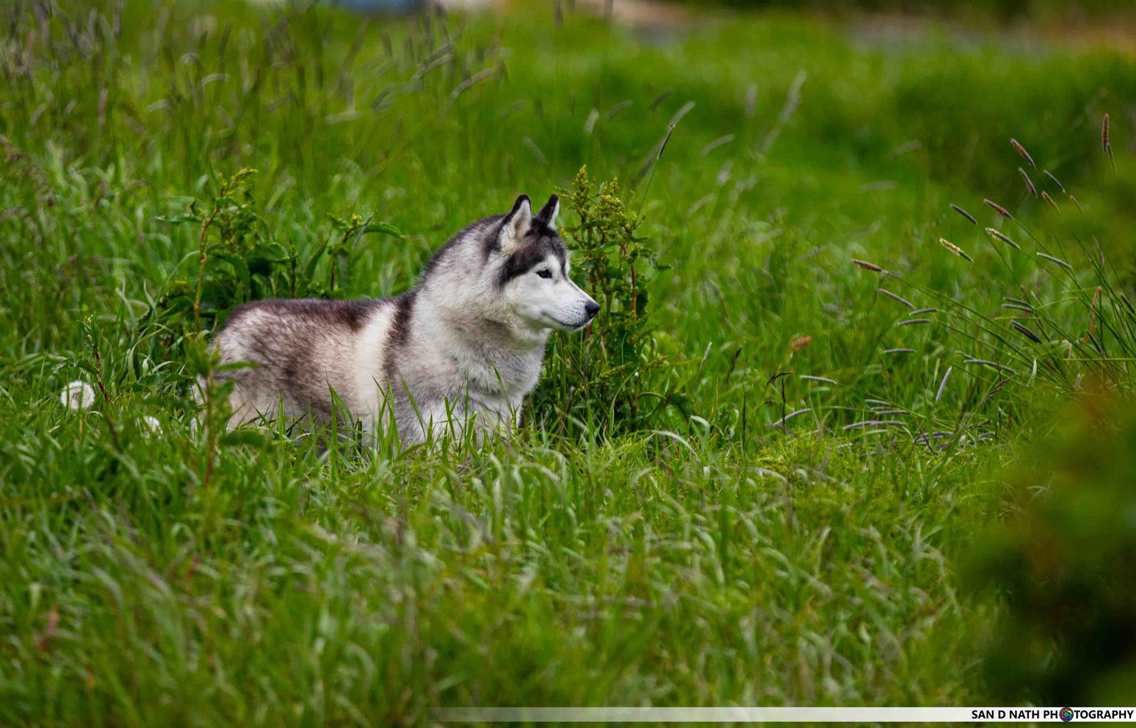 Dog (1)